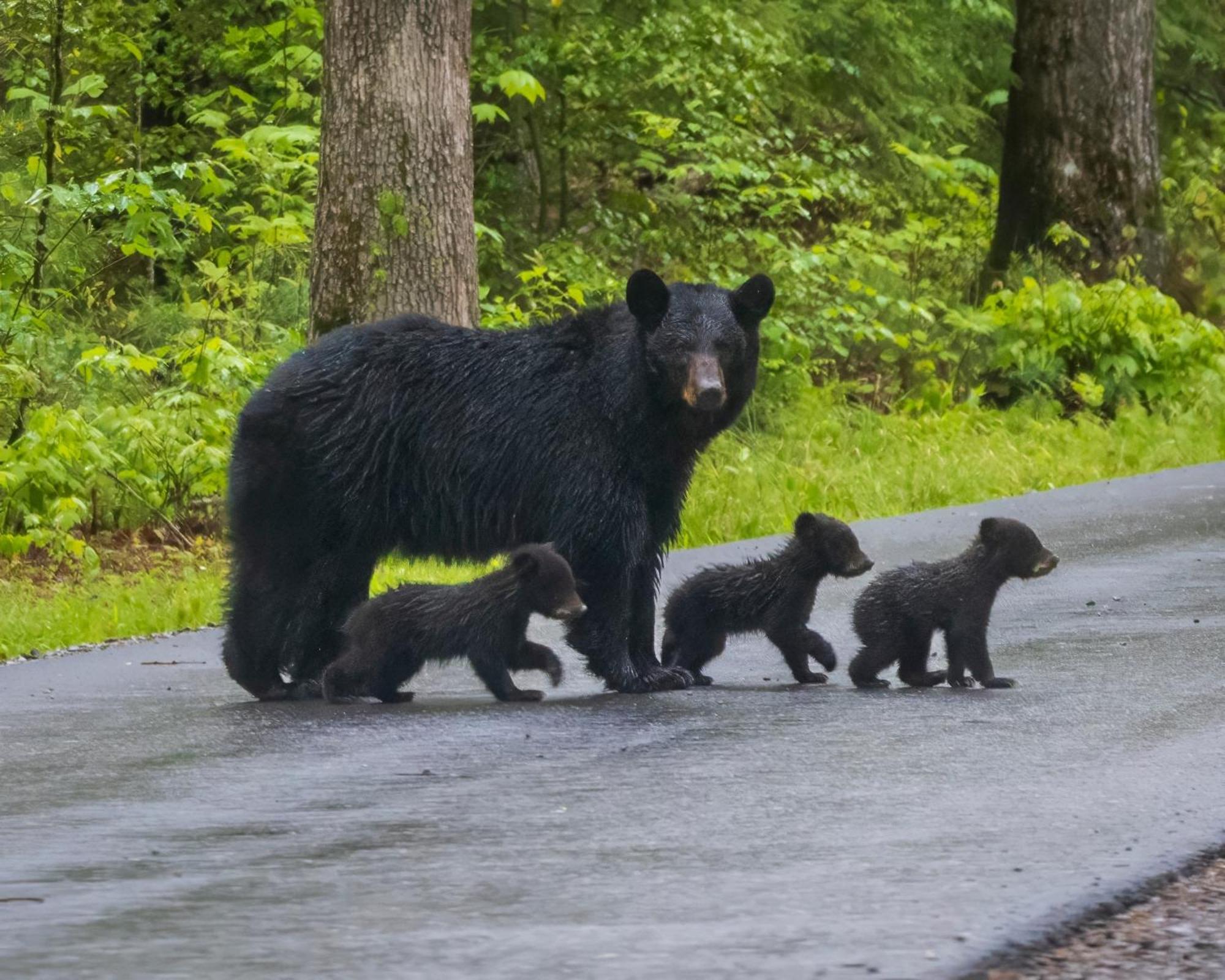 Smoky Bear Lodge With Guest House, Hot Tub, 1089 Free Tickets Each Paid Day, Dollywood And More سيفيرفيل المظهر الخارجي الصورة